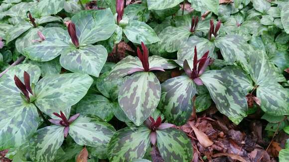 Image de Trillium maculatum Raf.