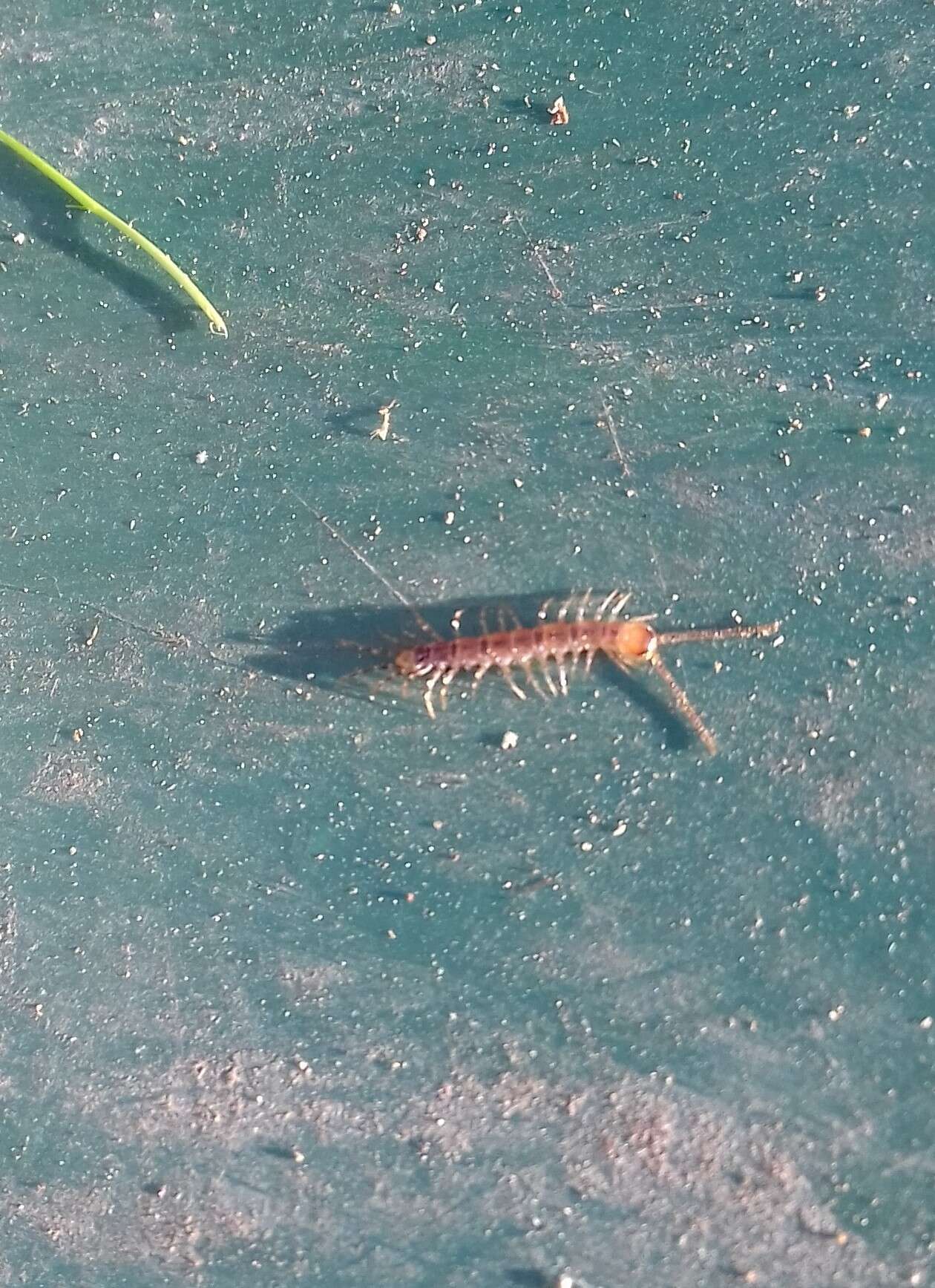 Sivun Lithobius variegatus Leach 1814 kuva