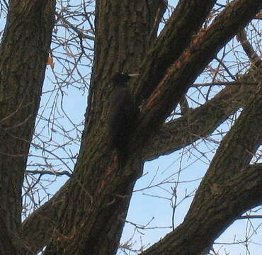 Image of Black Woodpecker