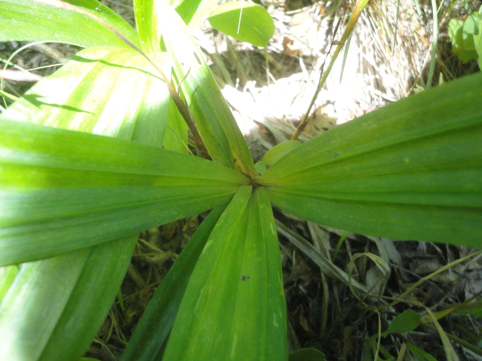 Carex siderosticta Hance resmi