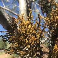 Image of western dwarf mistletoe