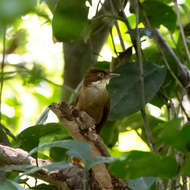 Image of Pernambuco Foliage-gleaner