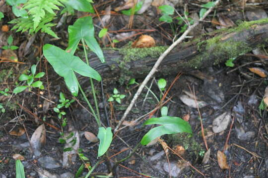 Image of White Arrow-Arum