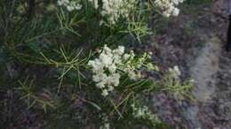 Imagem de Acacia linifolia (Vent.) Willd.