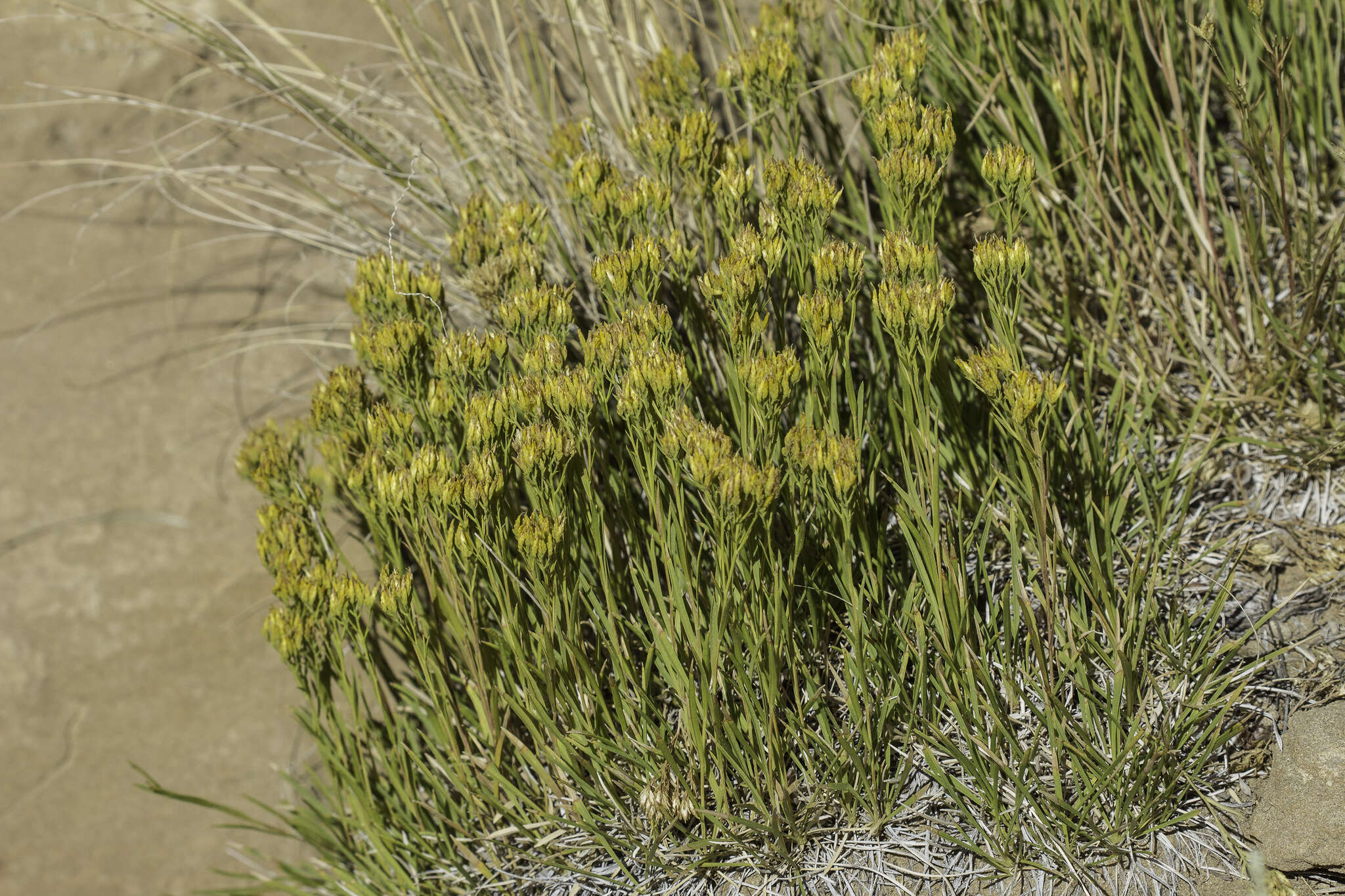 Image of grass-leaved rock goldenrod
