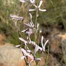 Image de Ceropegia rubella (E. Mey.) Bruyns