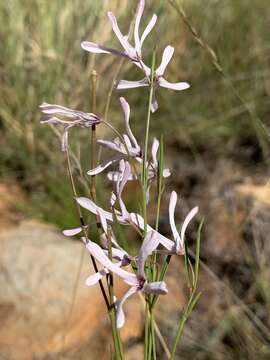 Image de Ceropegia rubella (E. Mey.) Bruyns