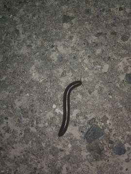 Image of Black Round Millipede