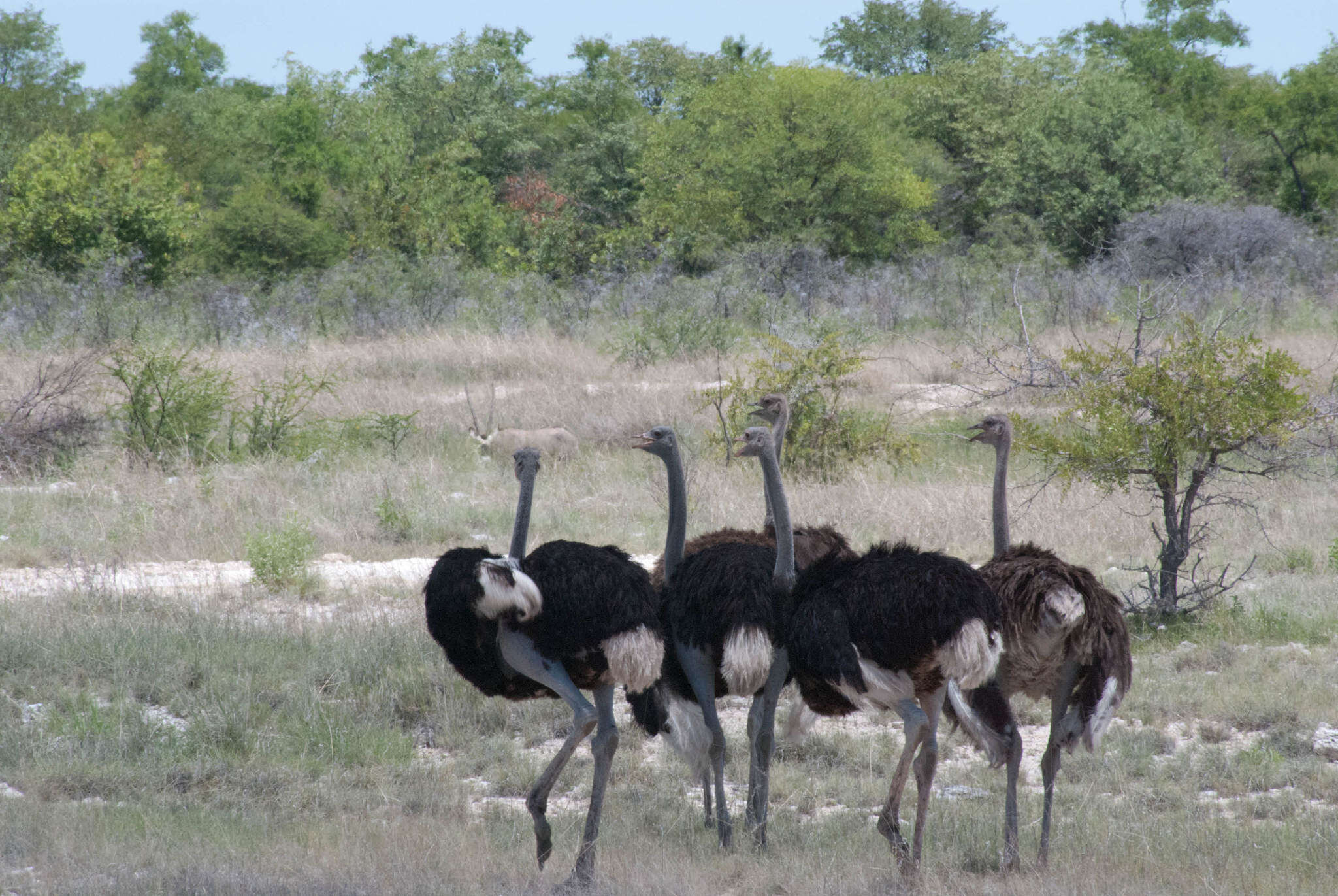 Image of South African Ostrich