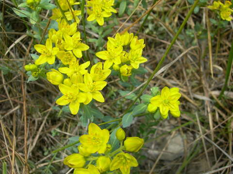 Image of Haplophyllum thesioides (Fischer ex DC.) G. Don fil.