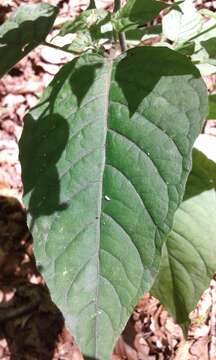 Image of broadleaf enchanter's nightshade