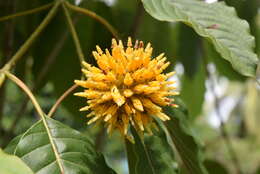 Image of Mitragyna speciosa (Korth.) Havil.