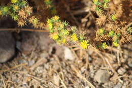 Image of common tarweed