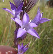 Plancia ëd Wahlenbergia fasciculata Brehmer