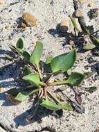 Image of Lepidium cartilagineum (J. Mayer) Thell.