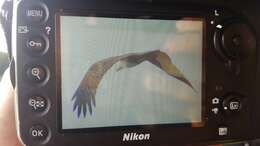 Image of Brahminy Kite