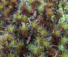 Image of Polytrichum moss