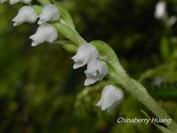 Image of Goodyera nankoensis Fukuy.