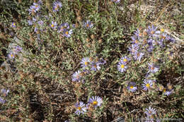 Image of western meadow aster