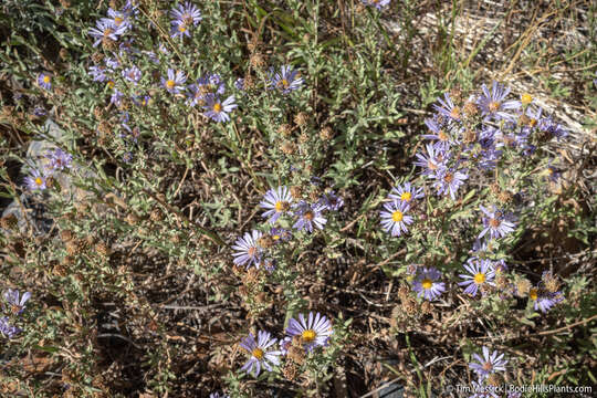 Imagem de Symphyotrichum campestre (Nutt.) G. L. Nesom