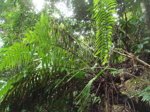 صورة Cyathea spectabilis (Kunze) Domin