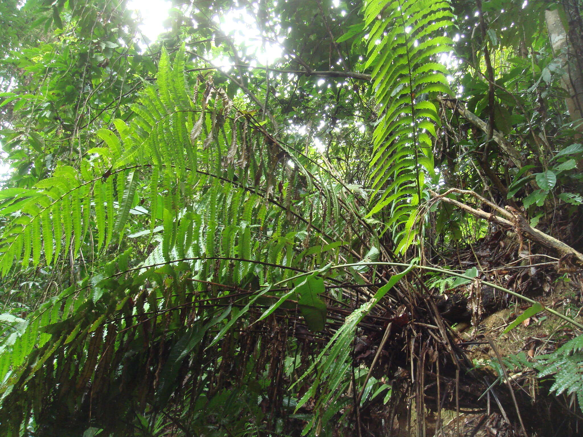 Image of Cyathea spectabilis (Kunze) Domin