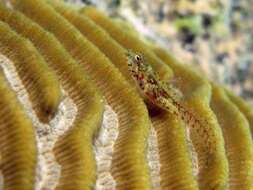 Image of Midnight blenny