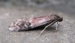 Image of American Plum Borer