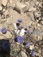 Image of Jasione penicillata Boiss.