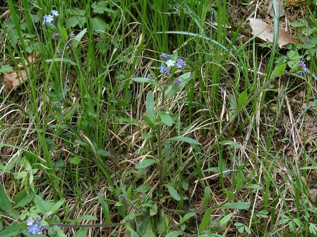 Image de Myosotis decumbens Host