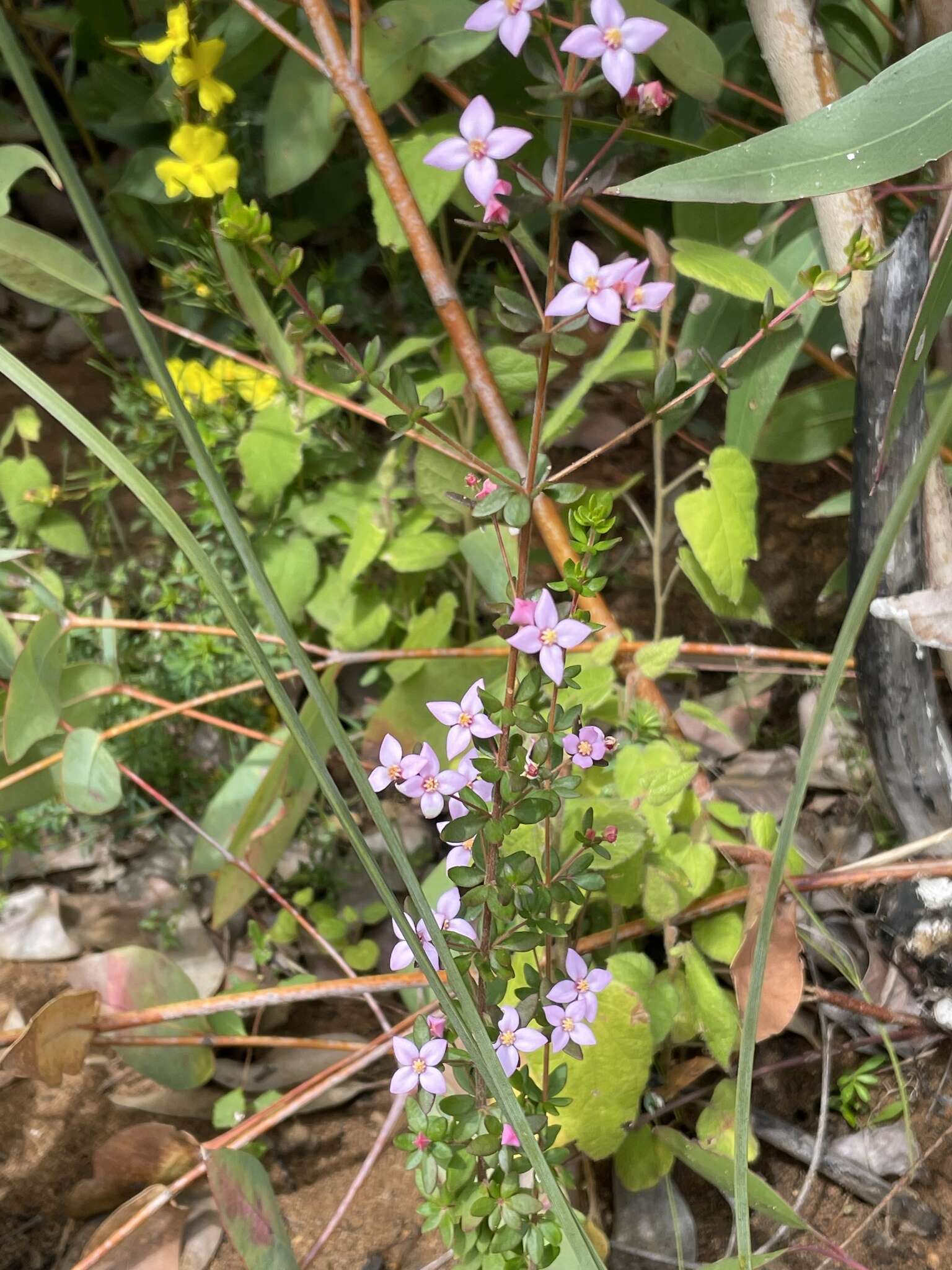 Image of island boronia