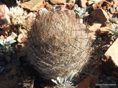 Image of Sclerocactus unguispinus (Engelm.) N. P. Taylor