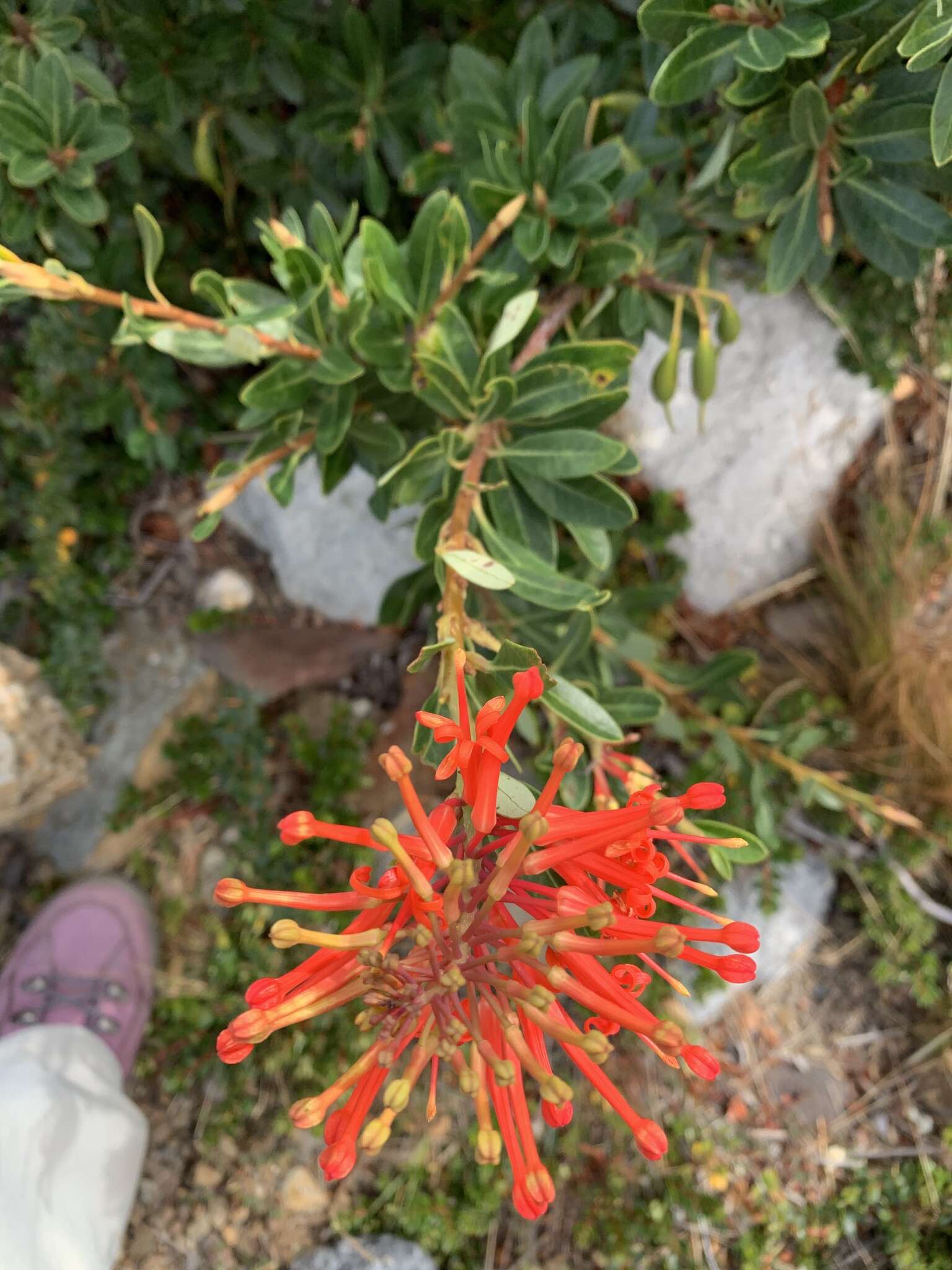 Image de Embothrium coccineum J. R. Forster & G. Forster