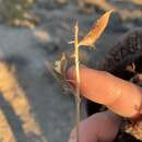 Image of Astragalus minthorniae var. minthorniae