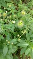 Image of small teasel