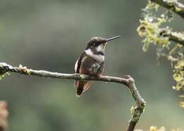 Image of Purple-throated Woodstar