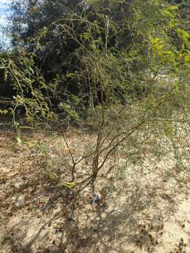 Image of Prosopis articulata S. Watson