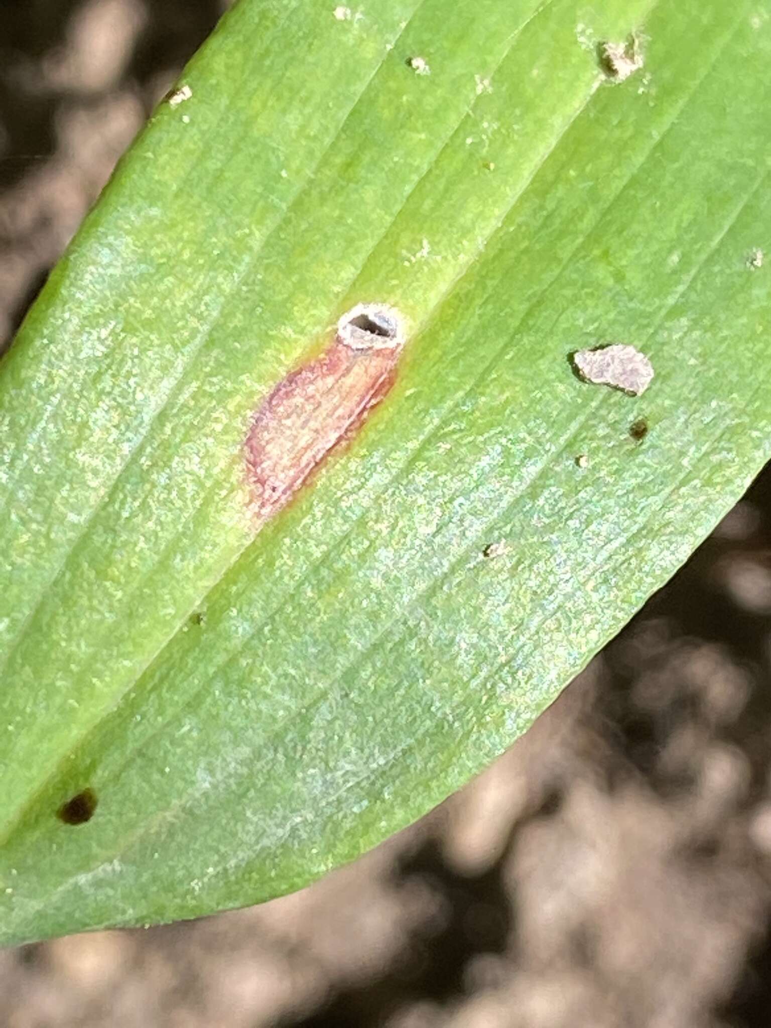 Слика од Phyllosticta cruenta (Fr.) J. Kickx fil. 1849