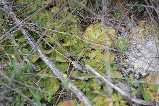 Image of Drosera zonaria Planch.