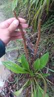 صورة Plantago australis Lam.