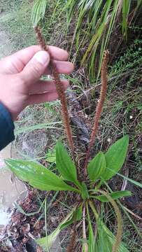 Image of Mexican Plantain