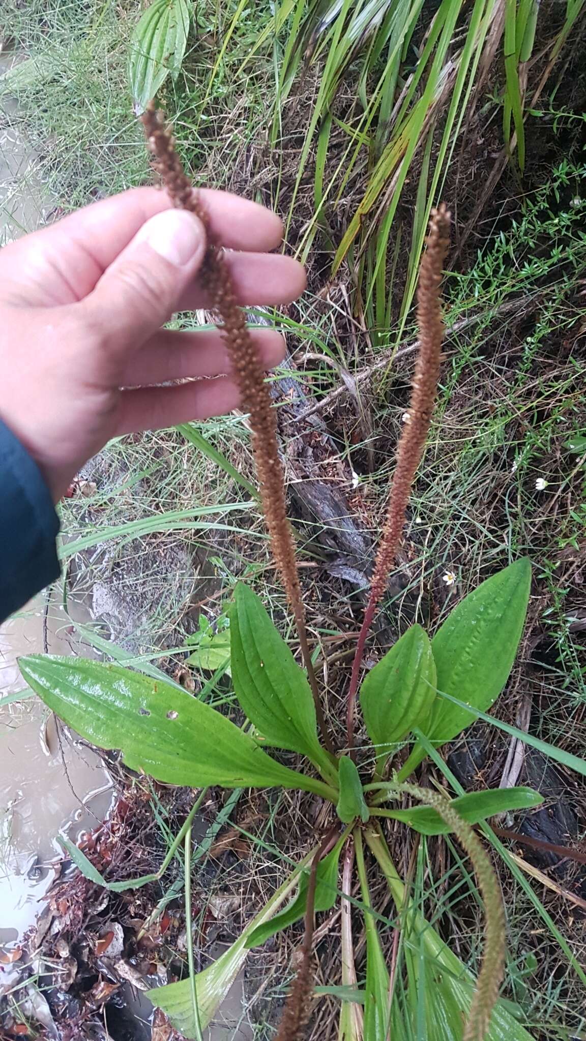 صورة Plantago australis Lam.