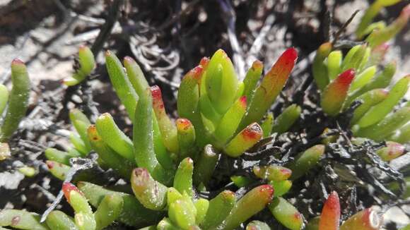 Image of Lampranthus lavisii (L. Bol.) L. Bol.