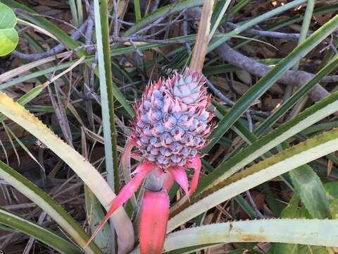 Image of Ananas comosus var. comosus