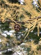 Larix occidentalis Nutt. resmi