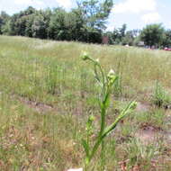 Image of pretty sneezeweed