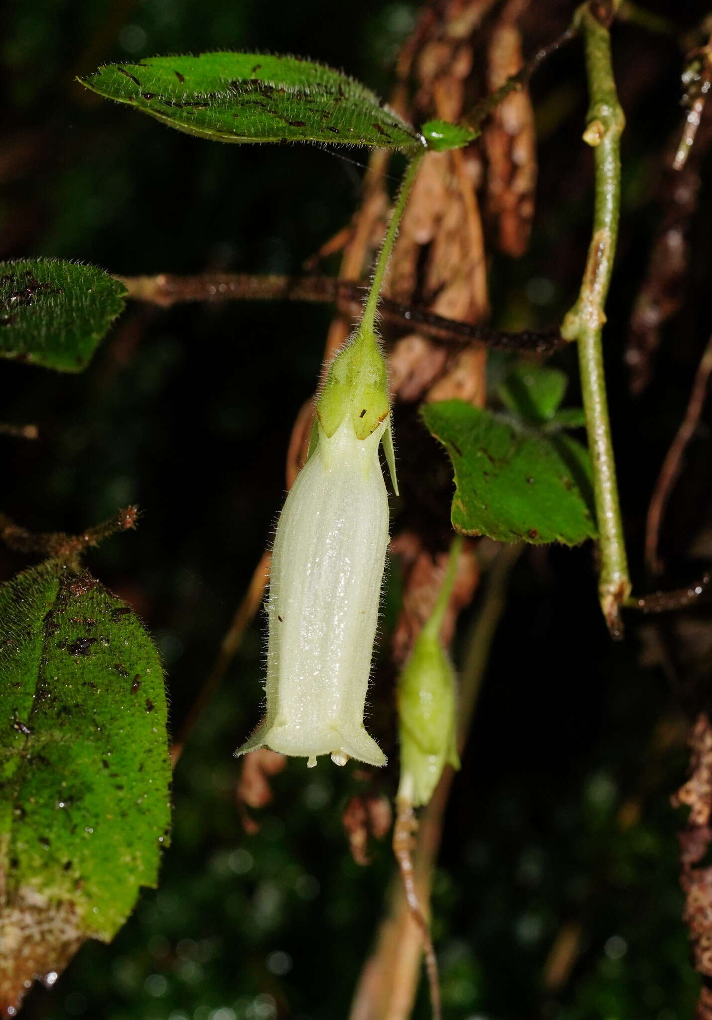 Imagem de Fieldia australis A. Cunn.