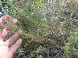 Image of Yellow Spring bedstraw