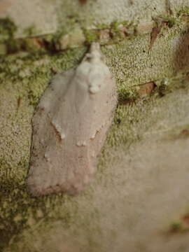 Image of Black-headed Birch Leafroller