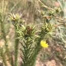 Imagem de Berkheya densifolia Bohnen ex Roessler